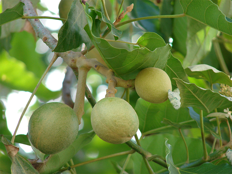 Kukui Nut Tree